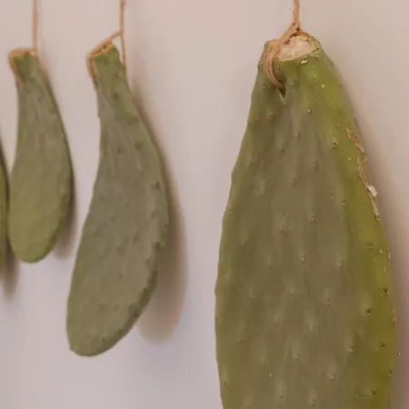 فيلة I Trulli Di Kate مونوبولي