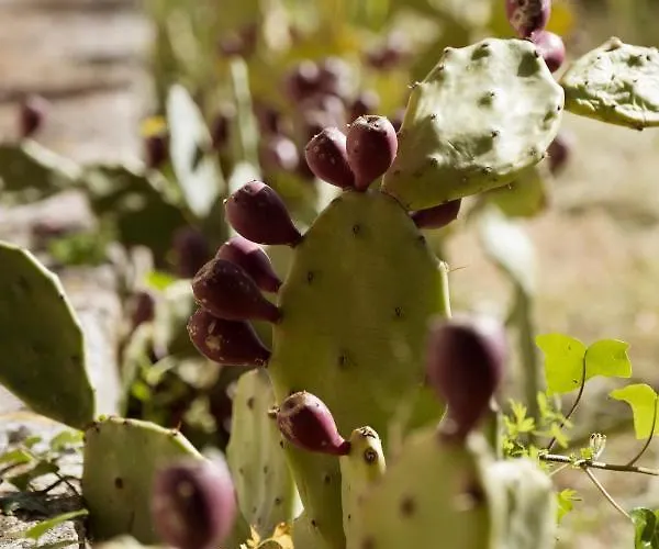 I Trulli Di Kate Villa *